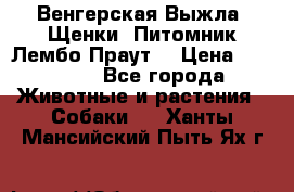 Венгерская Выжла. Щенки. Питомник Лембо Праут. › Цена ­ 35 000 - Все города Животные и растения » Собаки   . Ханты-Мансийский,Пыть-Ях г.